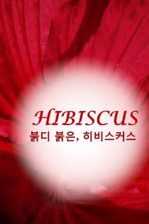붉디 붉은, 히비스커스(Hibiscus)