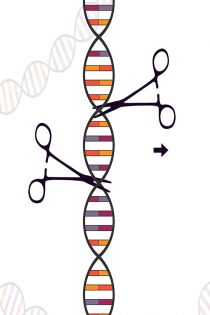 크리스퍼유전자가위(CRISPR cas9)